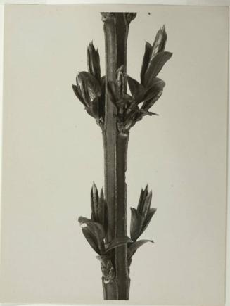 Euonymus Europaeaus