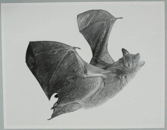 Bat