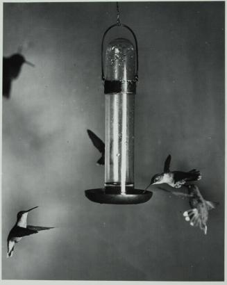 Hummingbirds