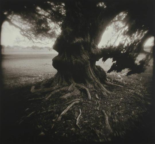 Ancient Oak — Bayou, Lafourche, LA