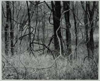 Kentucky 1970, Trees and Vines