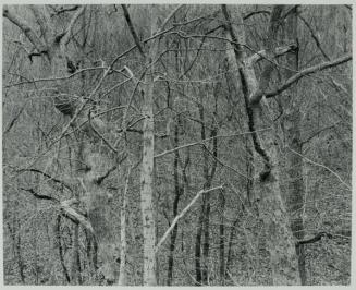 Kentucky 1970, Dancing Trees