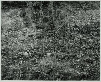 Mexico 1972, Vines and Rocks