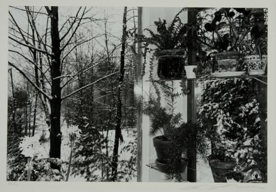 Wall of Potted Plants and Trees, Putney, Vermont