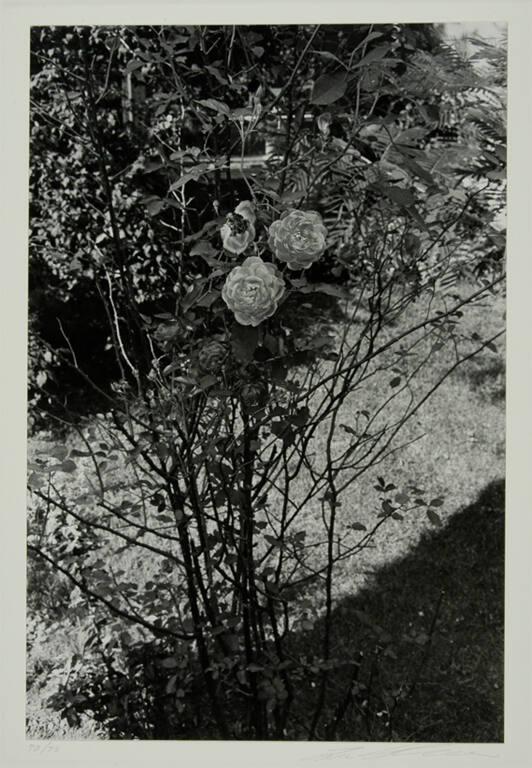 Rosebush with Leafy Background, Fort Lee, New Jersey