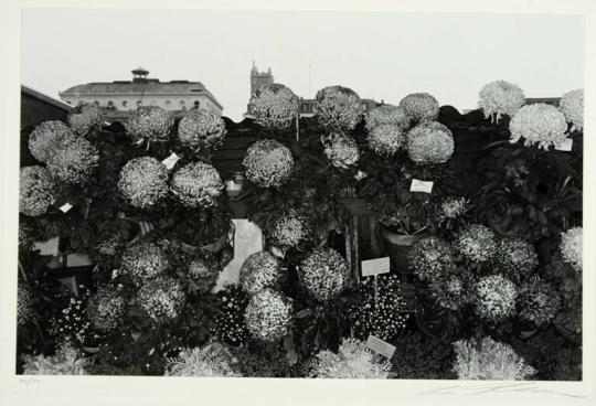 Chrysanthemums at Flower Market, Paris