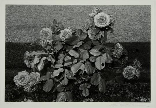 Roses with Eaten Leaves, Parc St. Cloud, France