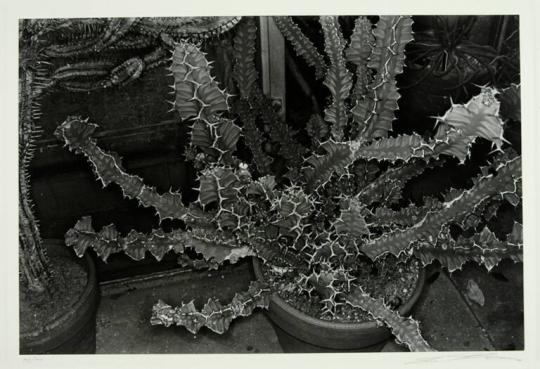 Cactus, Brooklyn Botanical Gardens