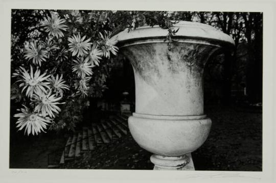 Chrysanthemums in Garden Pot, Luxembourg Gardens, Paris