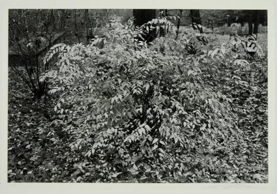 Kerria Japonica Shrub, New York City, New York