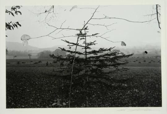 Evergreen Tree, Northern France