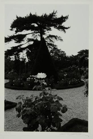 Single Rose Bloom in Formal Garden, Bagatelle Gardens, Paris