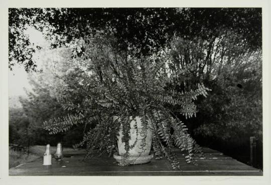 Potted Fern, Mariposa, California