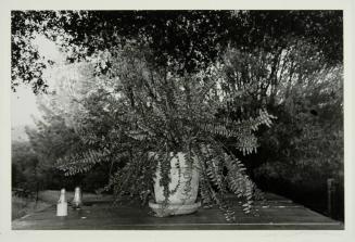 Potted Fern, Mariposa, California