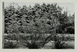 Climbing Rose Vines, Saratoga Springs, New York