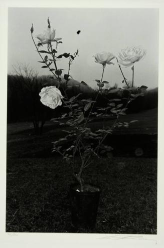 Potted Rose, Putney Vermont