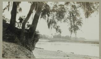 Live Oak Along Coast