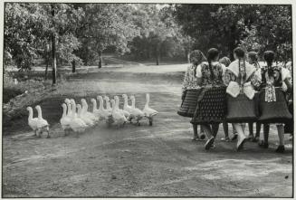 Geese, Hungary