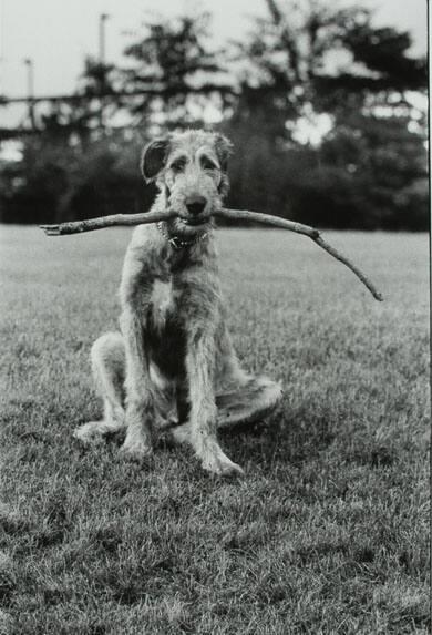 Irish Wolfhound with Stick