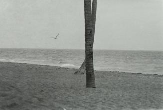Seagull and Crossed Trees, Florida