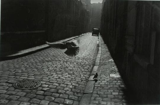 Pigeon on Cobbled Street, Orleans