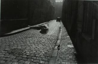 Pigeon on Cobbled Street, Orleans