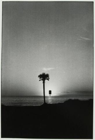 Tree & Sign, Panama City, U.S.A.