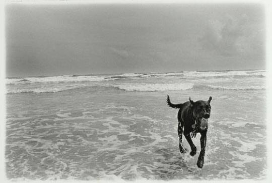 Dog at Mad Beach