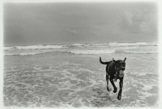 Dog at Mad Beach