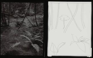 Woods with Fern and Drawing of Woods with Fern