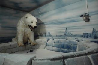 Polar Bear Room