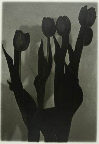 Black Tulips