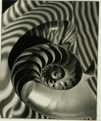 Nautilus and Concave Mirror