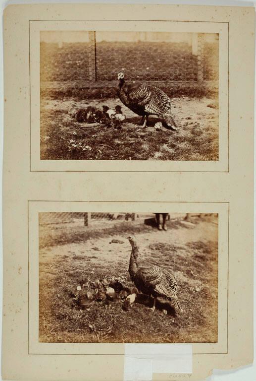 [Turkey and poults]