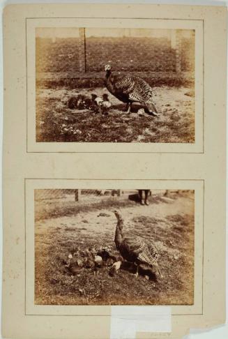 [Turkey and poults]