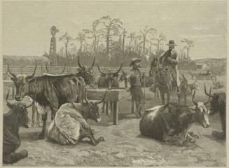 Texas Cattle in a Kansas Corn Corral