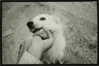 Portrait...a young dog. Bloomington, IN