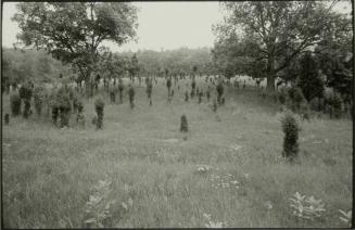 Summer. Near Neversink, New York