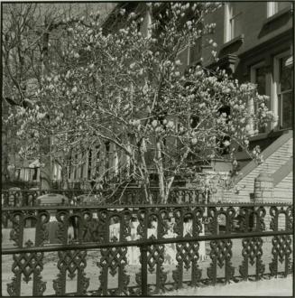 fence with tree